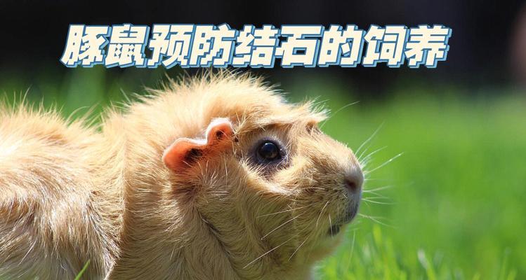 喜马拉雅天竺鼠的饲养方法（让你的宠物健康快乐的生活方式）