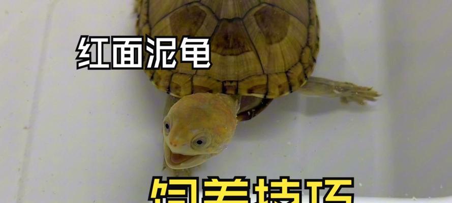哥伦比亚泥龟饲养全攻略（从饲料到环境，打造最佳家园）