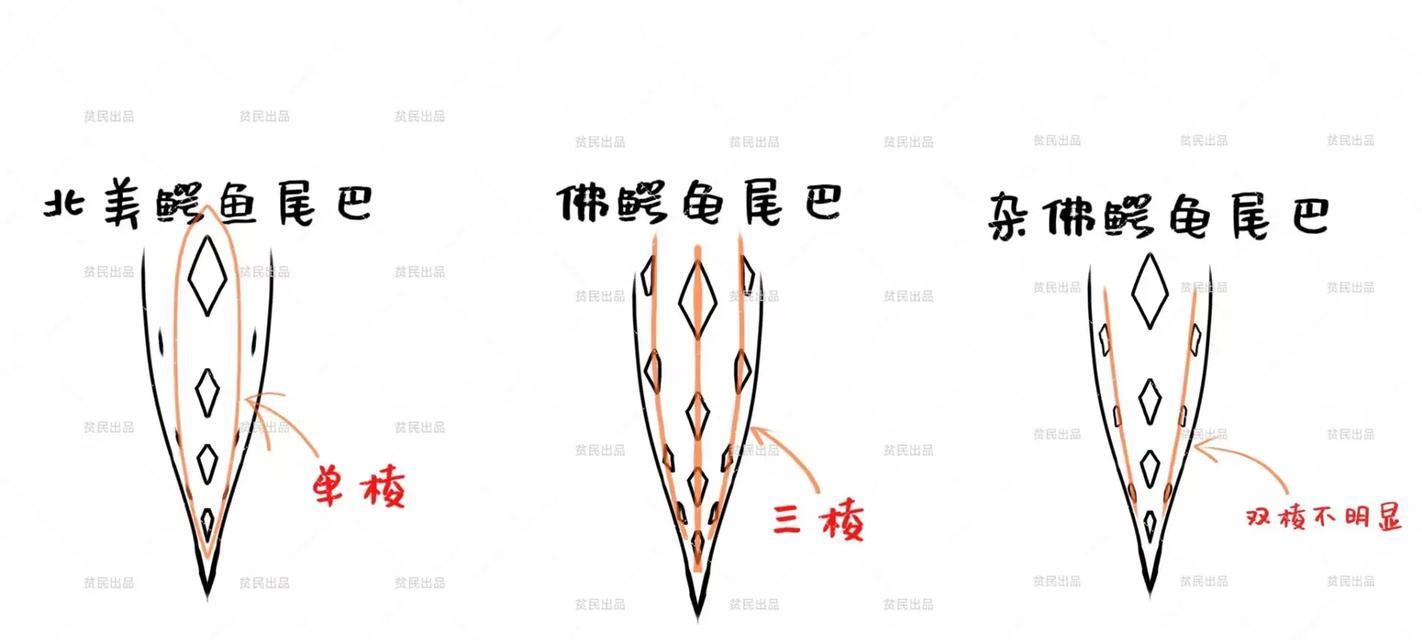 大鳄龟的饲养技巧（打造健康、幸福的大鳄龟家庭）