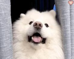 银狐犬饲养全攻略（掌握正确的饲养方法，让你的银狐犬健康快乐成长）