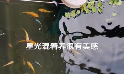 小精灵鱼的饲养方法（如何让小精灵鱼健康成长）