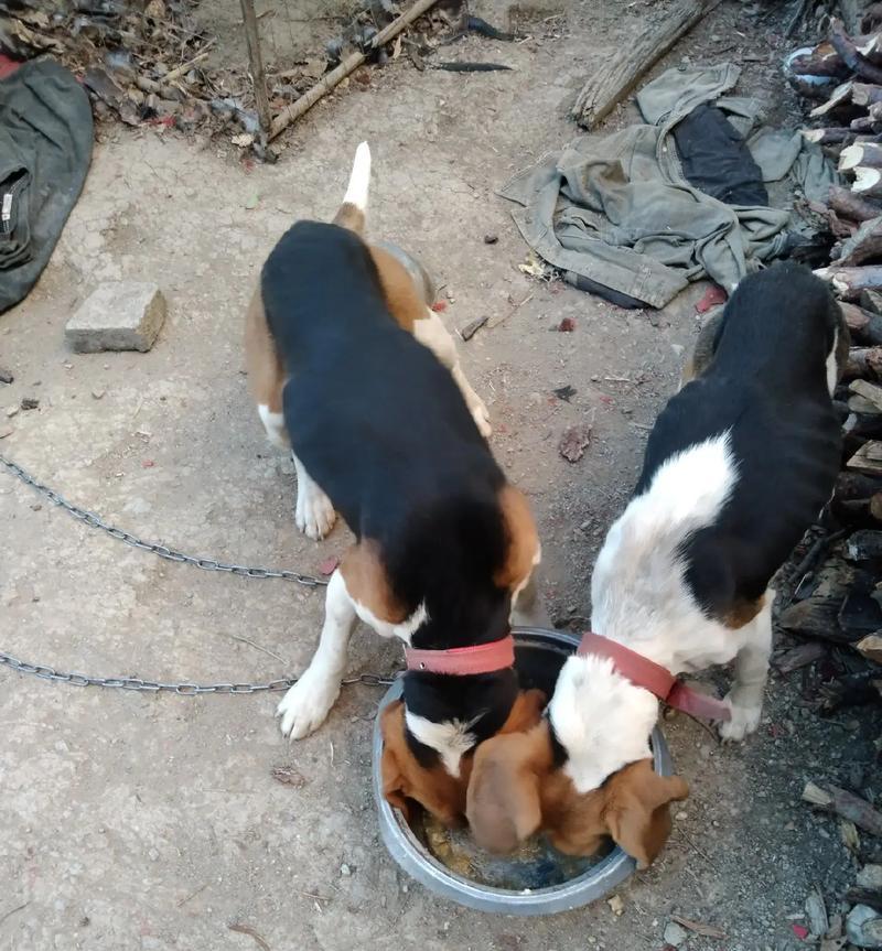 比格犬饲养全攻略（了解比格犬的性格与健康，为它们提供良好的饲养环境和营养）