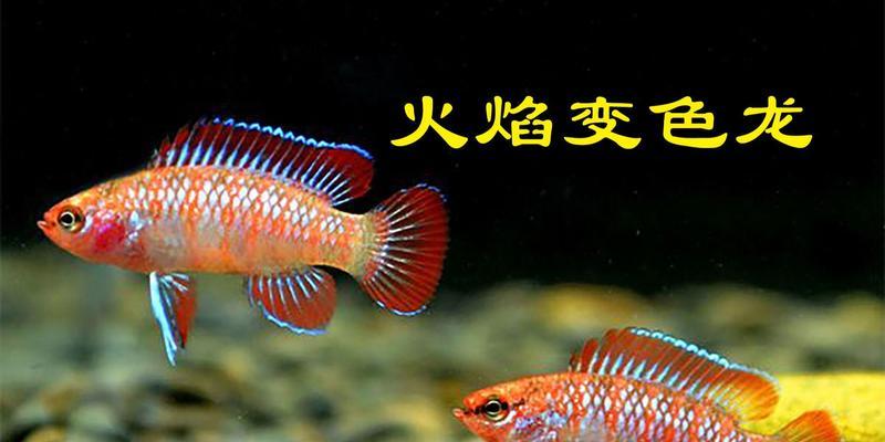 橙红龙鱼的饲养全攻略（从饲料到水质，教你轻松养成健康可爱的橙红龙鱼）