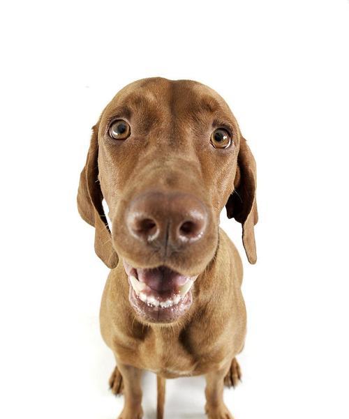 马扎尔犬的饲养方法（了解马扎尔犬的特点及如何养护它们）