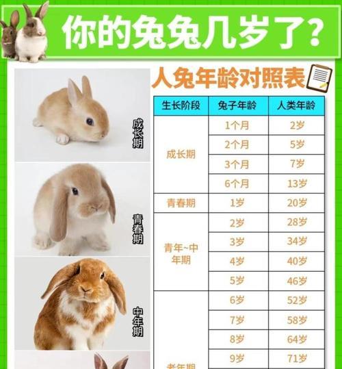 新西兰兔饲养指南（兔舍搭建与喂养技巧，让你的兔子健康成长）
