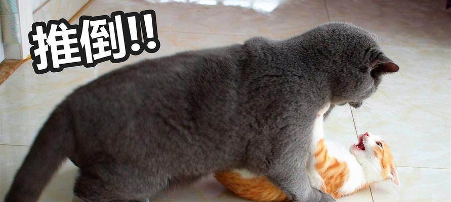 萌猫宝哥哥的打猫经历（猫咪教育、猫咪行为、猫咪健康）