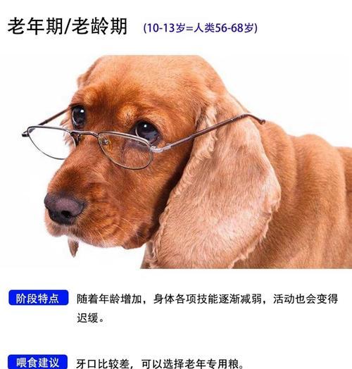 以狗狗体重为依据，合理决定疫苗用药量（保护宠物，科学预防疾病）