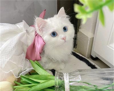 超治愈猫咪（探秘超治愈猫咪的魅力与奥秘，治愈系头像的制作方法与技巧）
