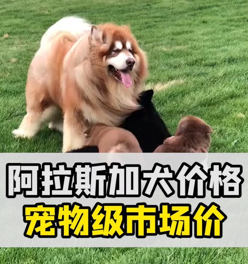 了解阿拉斯加幼犬的成长情况（多大算正常？如何促进成长？）