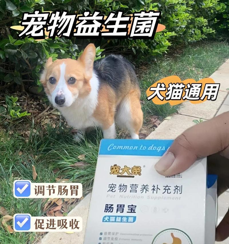 狗狗腹泻诊治指南（宠物主人必看！掌握腹泻应对技巧）
