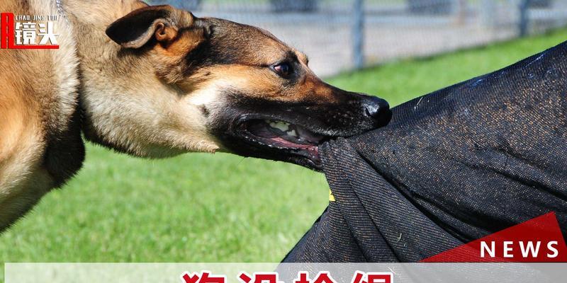 被狗咬伤，宠物急救必备！（学会15个简单急救方法，保护自己和爱宠！）