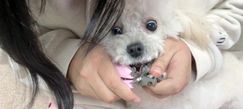 为你的比熊打造时尚美甲，让它更加迷人（为你的爱犬加点颜色，提升它的魅力）