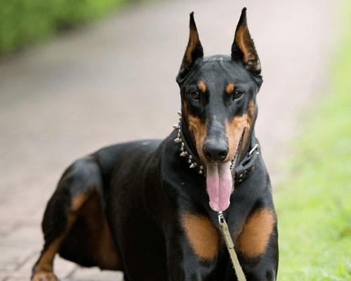 苏俄牧羊犬饲养全指南（从幼犬到成年犬，让你的犬只健康快乐生活）