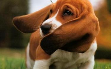 巴吉度猎犬的饲养方法（了解犬种特点，健康饮食、足够锻炼是关键）