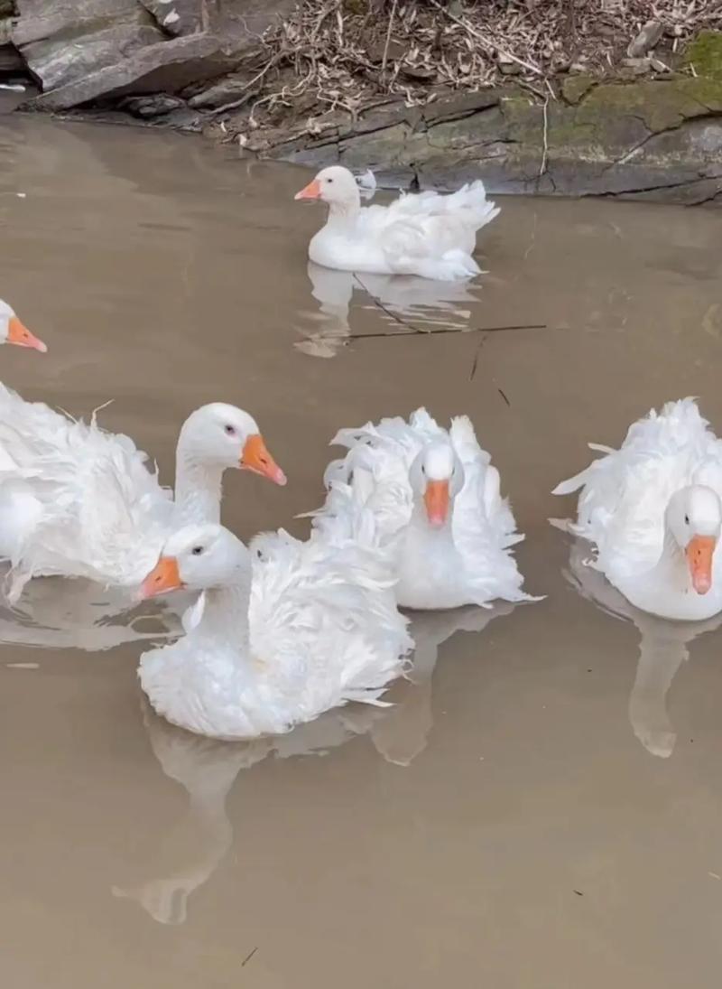 如何正确饲养鳞尾鼯鼠？（宠物爱好者必读！掌握鳞尾鼯鼠的饲养技巧，让您的小宠健康成长！）