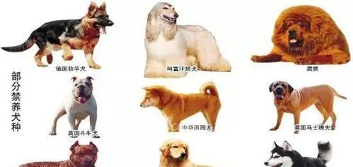 苏俄牧羊犬的饲养方法（了解这些，让你的苏俄牧羊犬更健康成长）