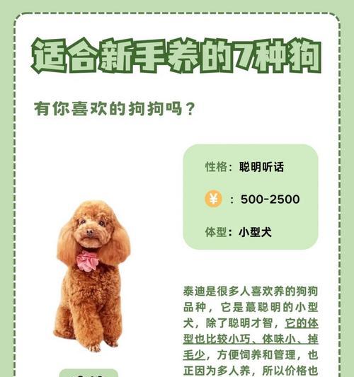 如何正确饲养丹迪丁蒙梗（以宠物为主，打造健康快乐的生活）