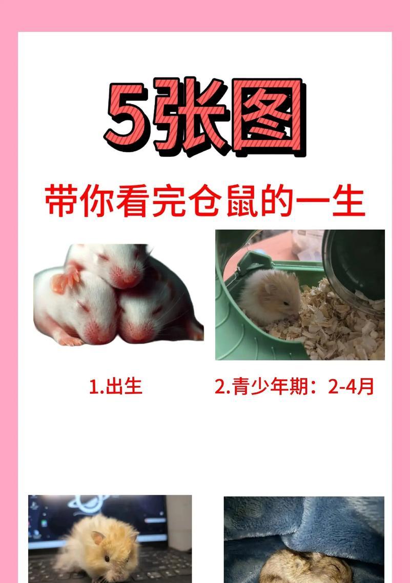 西伯利亚花栗鼠的饲养指南（如何打造一个健康快乐的花栗鼠家园）