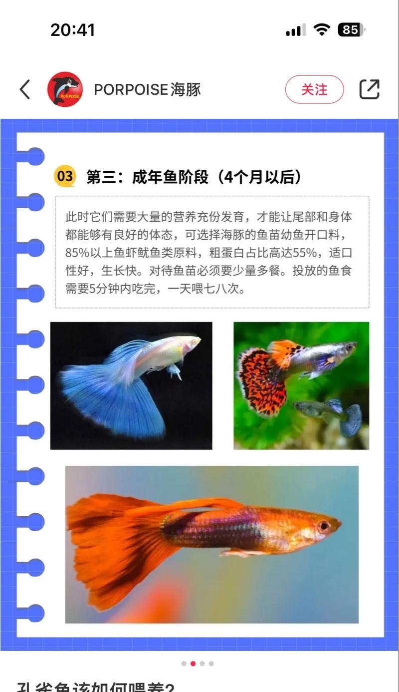 养孔雀鱼的水质管理与换水技巧（打造清澈健康的孔雀鱼水族箱，掌握水质管理关键要点！）
