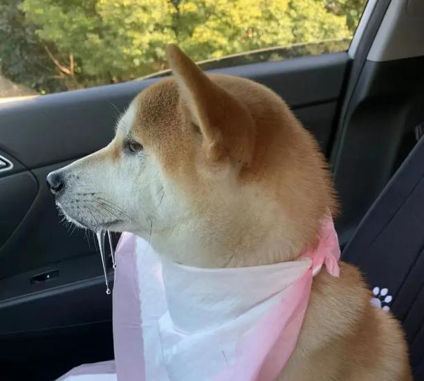 预防狗狗晕车的有效方法（通过训练和适应提前解决晕车问题）