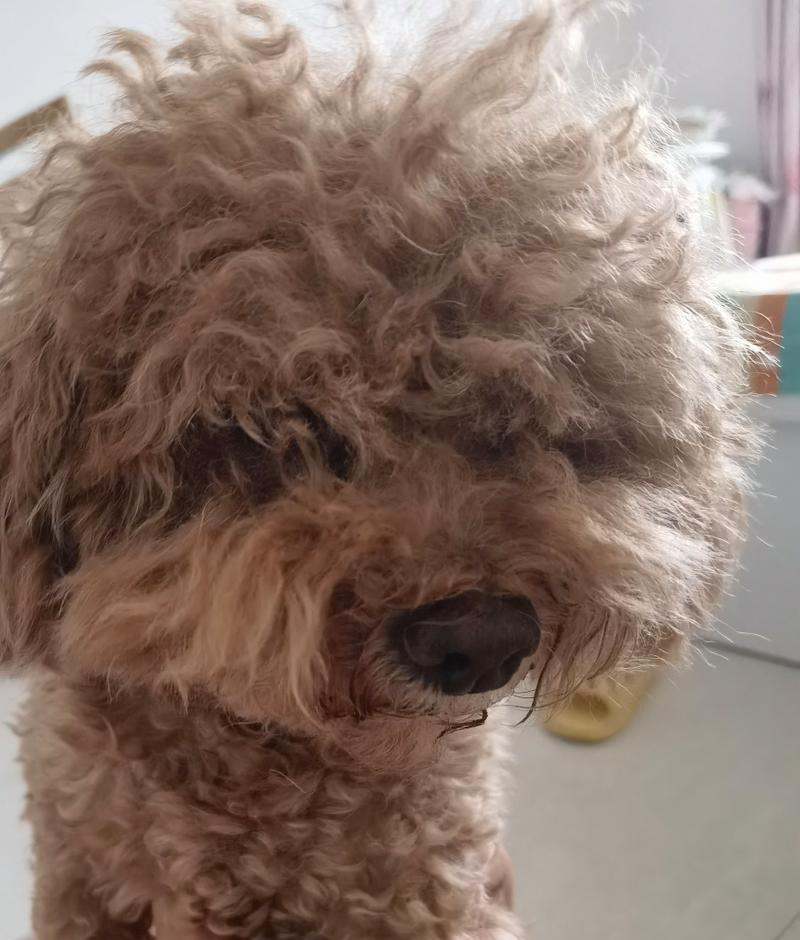 如何判断狗狗是否开心？-关爱你的宠物快乐生活（狗狗的体温和驱虫注意事项）