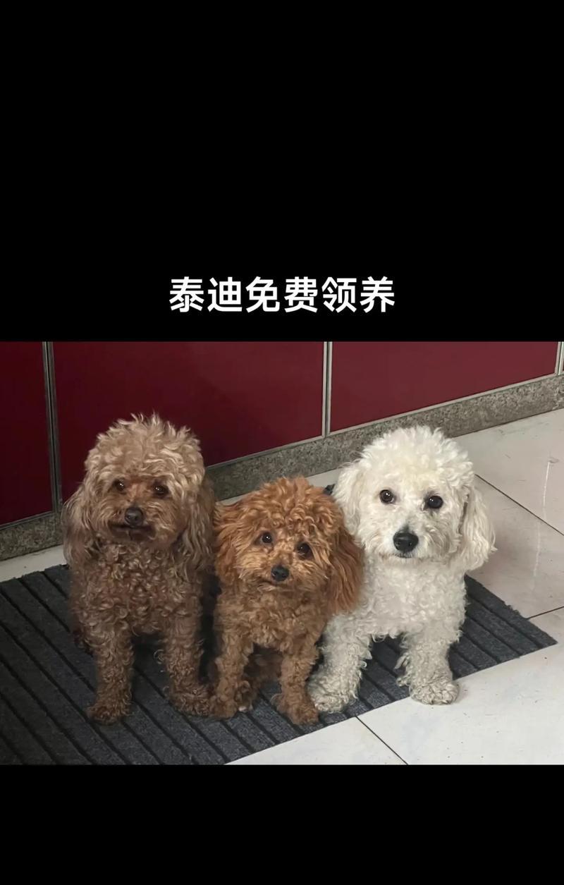 如何照顾泰迪犬？（探秘泰迪的需求与护理）