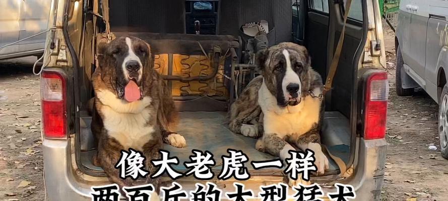 大型犬、巨型犬的成长问题解析（科学喂养让宠物狗健康成长）