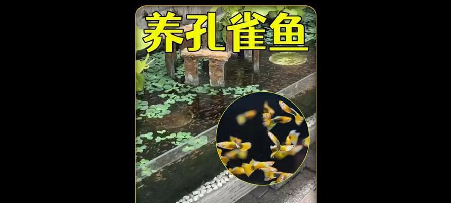 养鱼之道（宝宝孔雀鱼的喂养和环境要求）