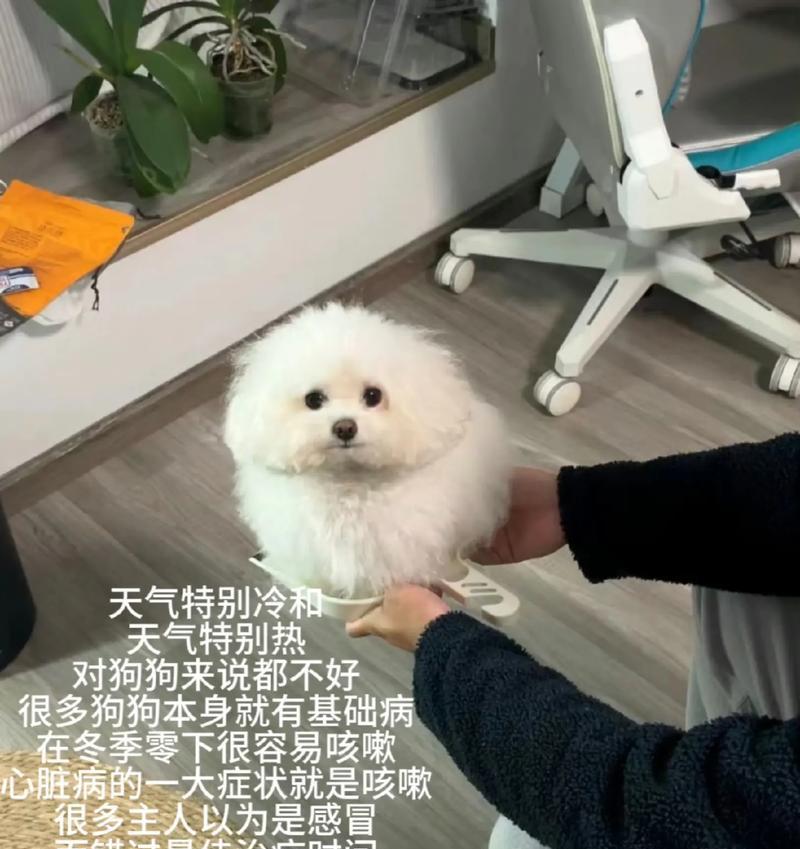 狗狗感冒家庭护理指南（如何判断狗狗是否感冒？狗狗感冒了怎么办？）