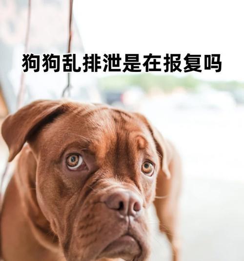 训练你的狗狗定点大小便，轻松解决排泄问题！（有效的定点大小便训练方法及排泄时间把握）
