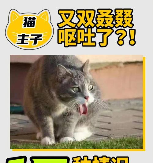 狗狗呕吐，不要慌！（了解这7种呕吐颜色，避免错过救治时期）