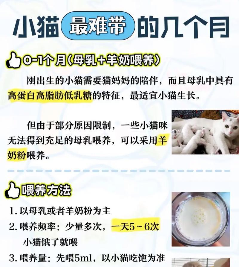 新手养猫别紧张，接猫回家的注意事项（准备好了，让你的猫咪感到宾至如归！）
