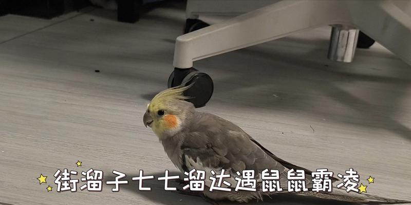 揭秘龙猫的真正身份（龙猫到底是猫还是鼠？一分钟告诉你真相）