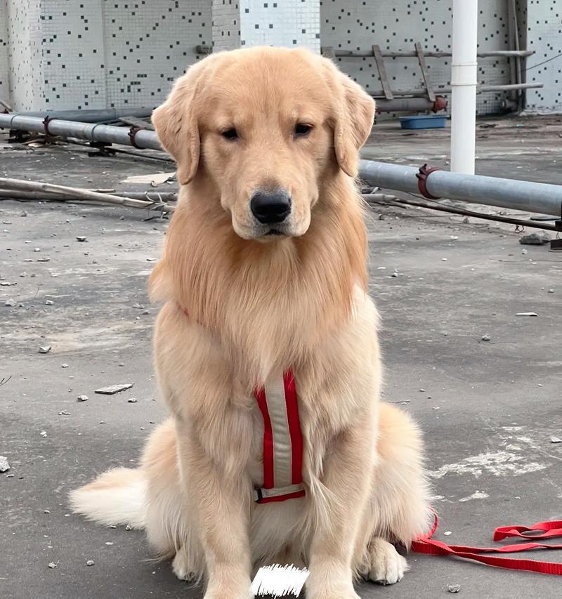 如何打理金毛犬的毛色，让其光滑漂亮（专业护理技巧和营养保健的关键）