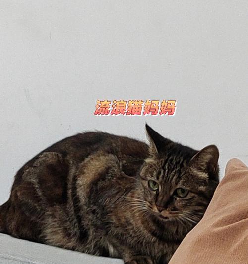 养黑狼犬，从容轻松（黑狼犬饲养要点及喂食注意事项）