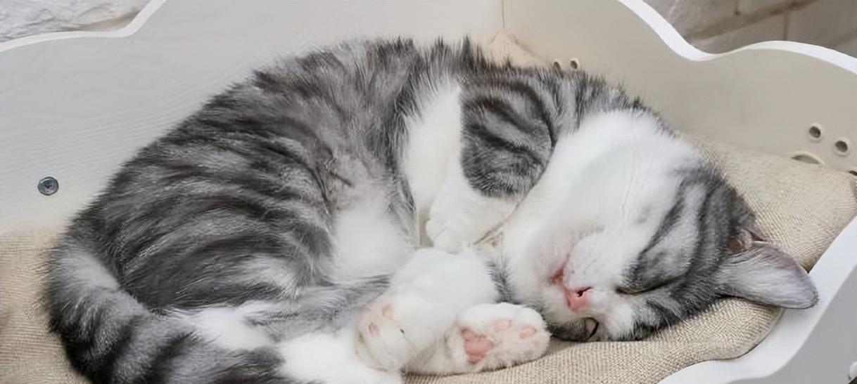 养公猫的利与弊（探究养公猫的优点和缺点，让你做出明智选择）