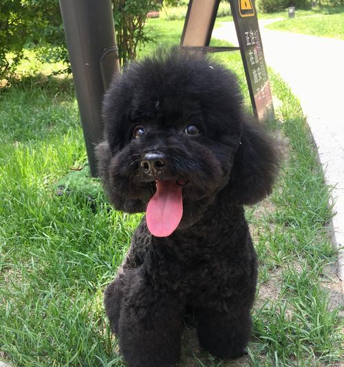 博美犬换毛期的护理指南（解决博美犬疯狂掉毛问题，让你的宠物毛发更健康）