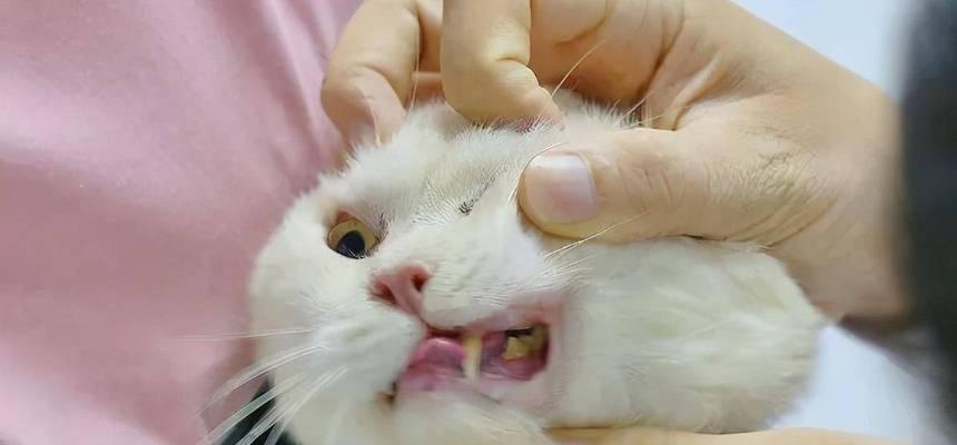 猫的牙齿掉了会有什么影响？（猫牙掉了，它还能正常进食吗？（）
