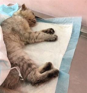 猫咪中毒急救指南（了解猫咪中毒的关键、有效应对猫咪中毒的方法）