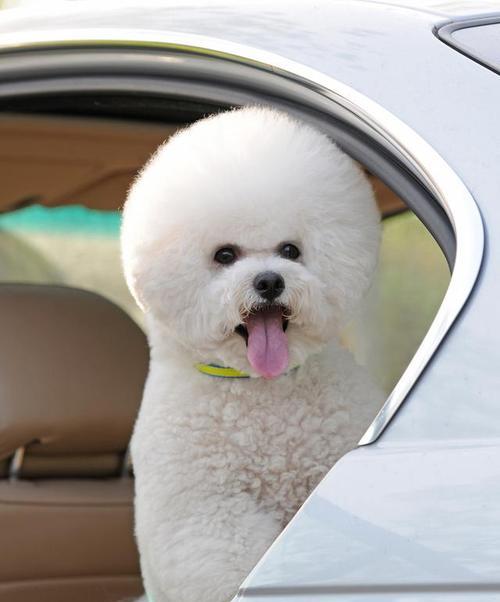 纯种泰迪犬的7个特点与魅力（揭秘纯种泰迪犬的独特之处，了解为什么它是迷人的宠物）