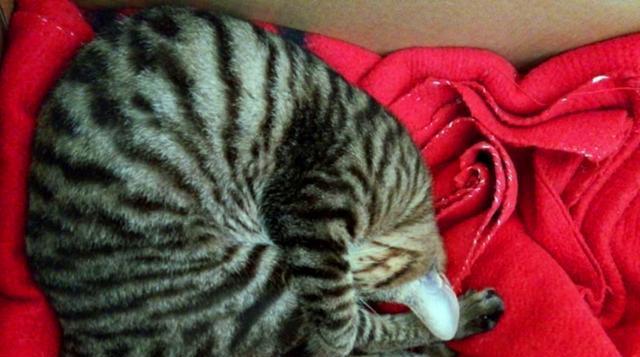 猫咪胰腺炎（主人的良苦用心却误伤爱猫，胰腺炎治疗方法调查）