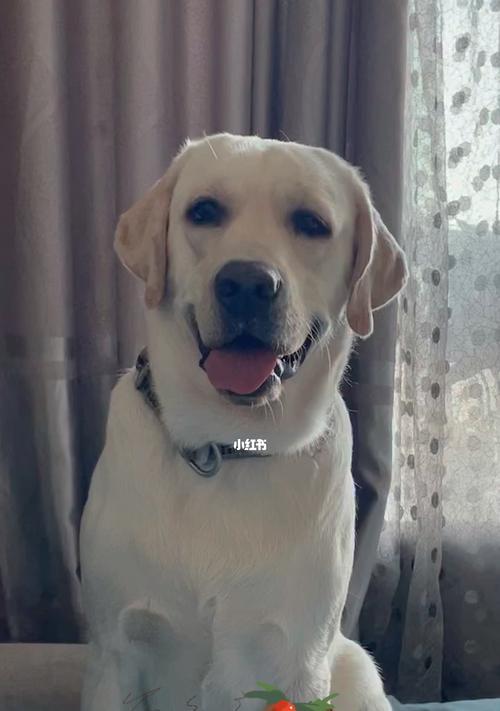 拉布拉多犬的健康成长（为你的狗狗提供均衡饮食，让它健康成长）