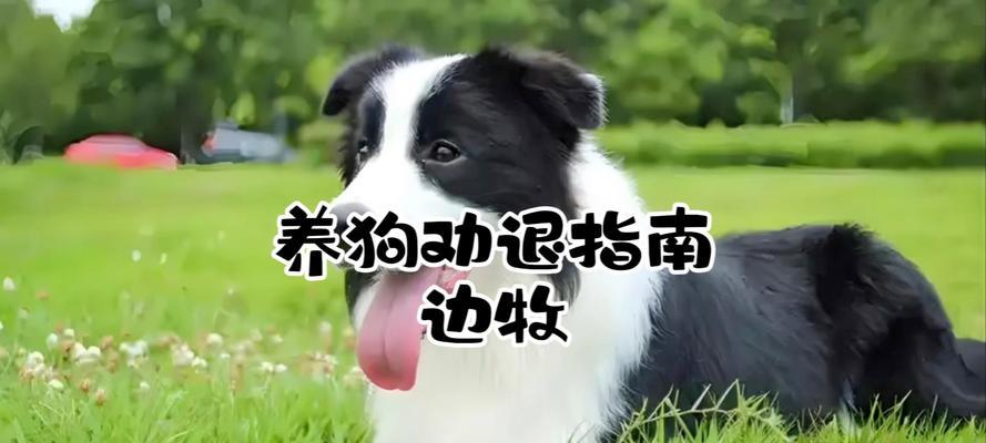养了边牧后的7个扎心事实（揭开边牧养育的真相，你绝对不知道的事实）