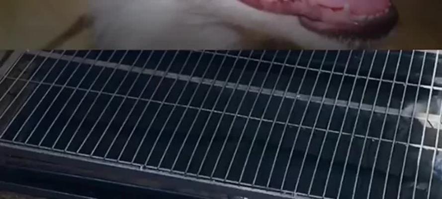 训练边境牧羊犬大小便的技巧（有效方法教你训练边境牧羊犬避免随地大小便）