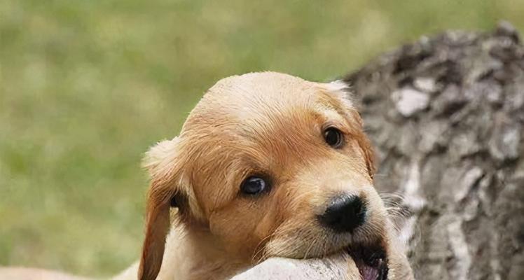 狗狗也吃土？解决狗狗异食癖的4招（让你的狗狗远离吃土行为，享受健康生活）