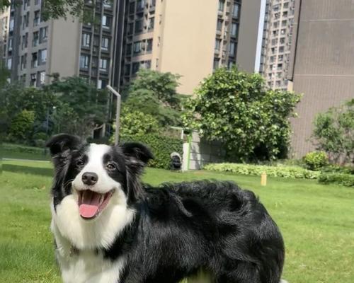 如何区分边境牧羊犬的纯种和串串？（通过观察6个地方来判断边境牧羊犬的纯种性）