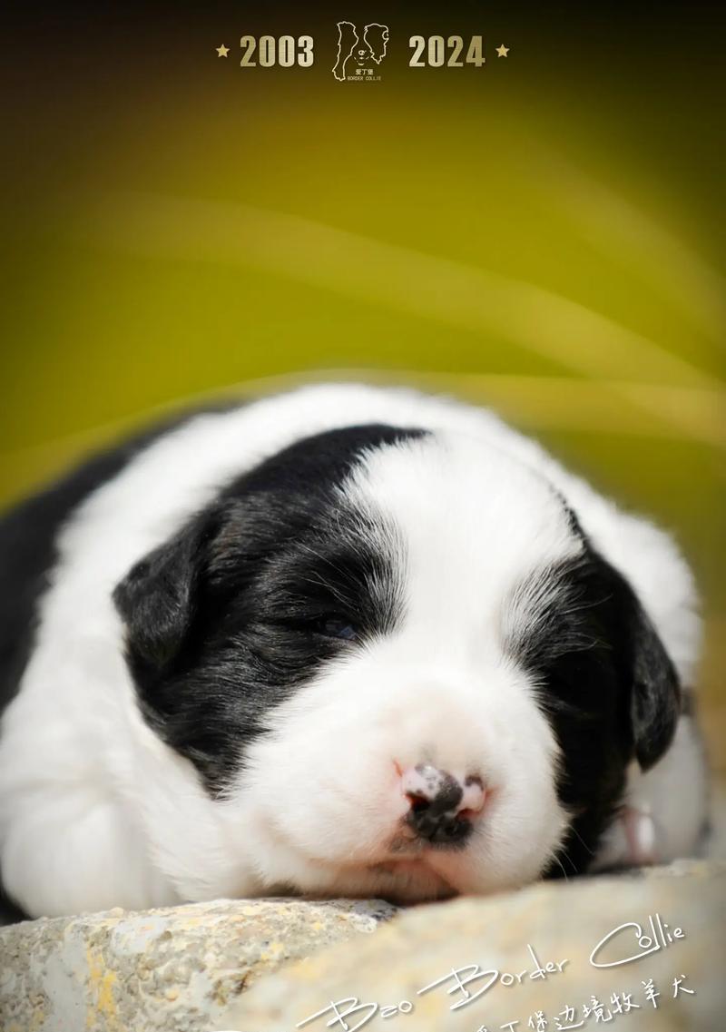 如何养好一只边境牧羊犬（通过6个方面的分析，教你成为优秀的边牧主人）