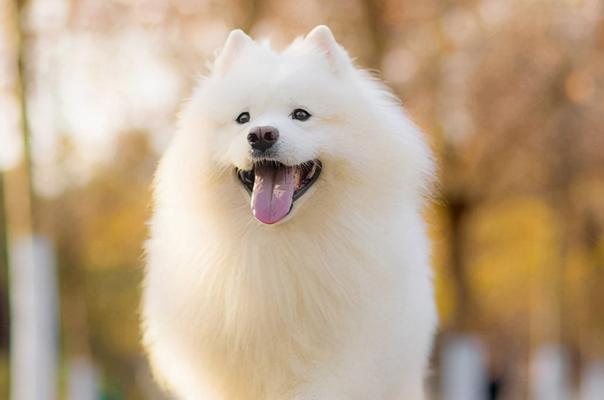 适合有小孩的家庭养犬推荐（为您介绍6种适合家庭养育小孩的犬种）
