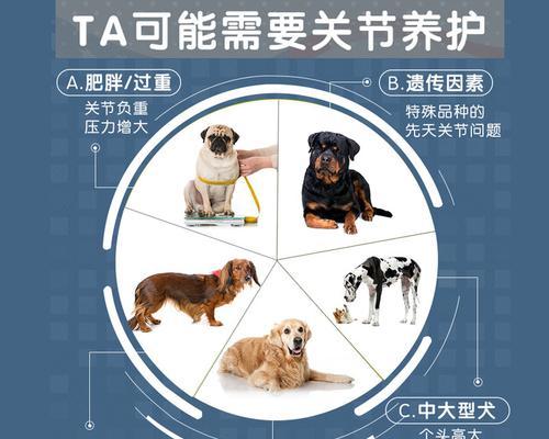 如何正确喂养狗狗的钙片（针对狗狗的钙片喂养方法和注意事项）