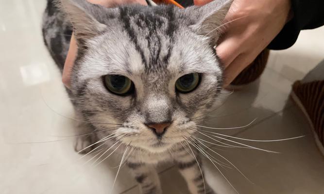 如何应对猫咪不停叫的问题（探究猫咪叫声背后的原因及解决方法）